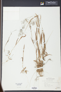 Panicum meridionale image