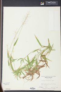 Panicum meridionale image