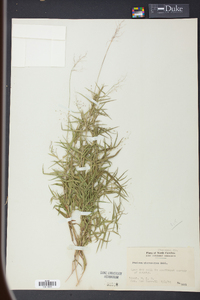 Panicum microcarpon image