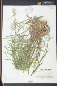 Panicum microcarpon image