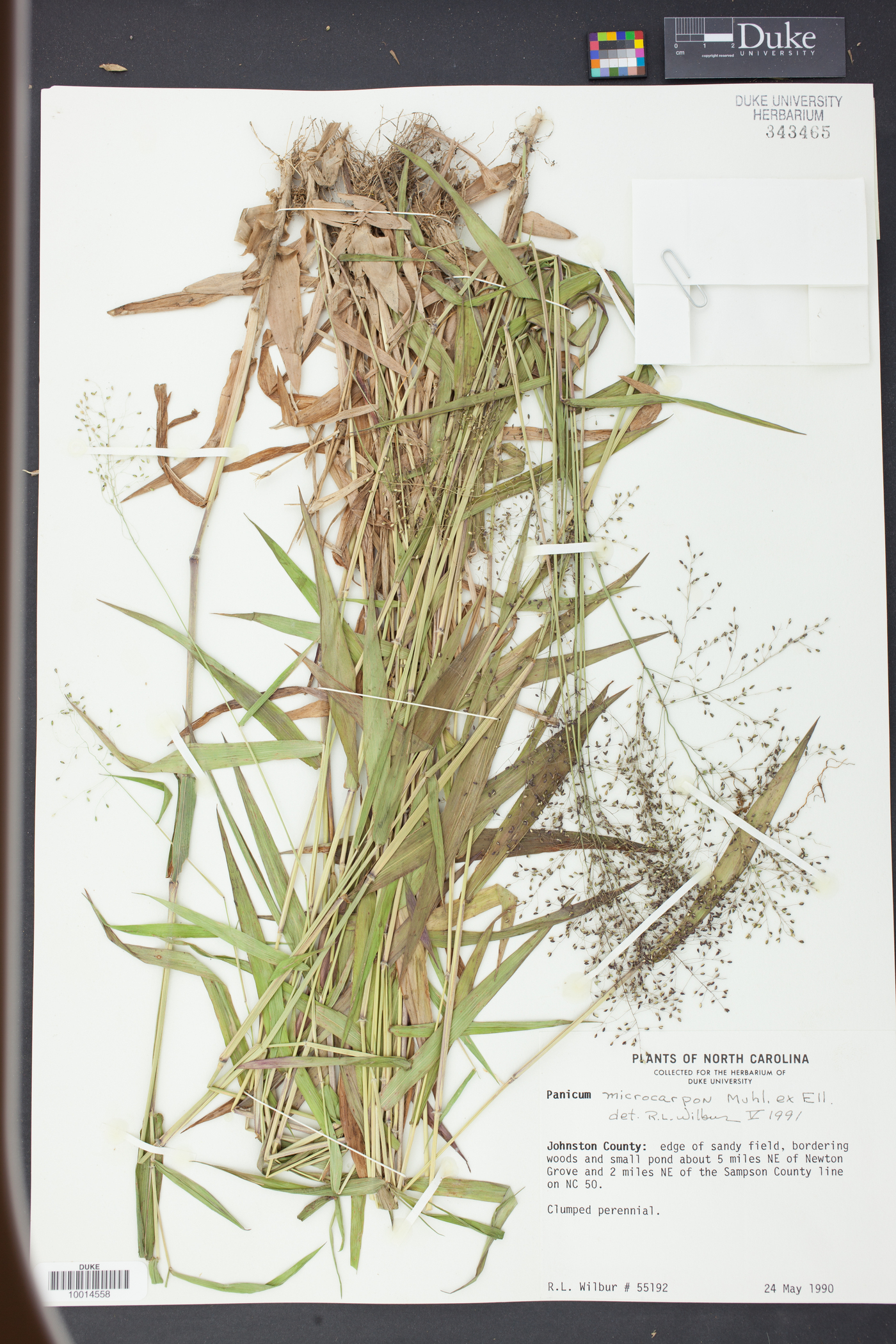 Panicum microcarpon image