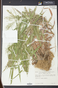 Panicum microcarpon image