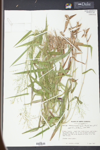 Panicum microcarpon image