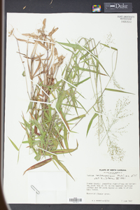 Panicum microcarpon image