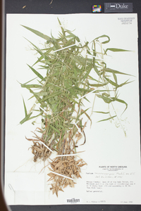 Panicum microcarpon image