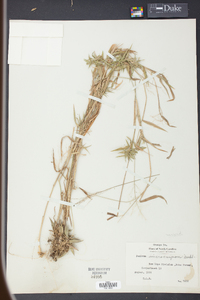 Panicum microcarpon image