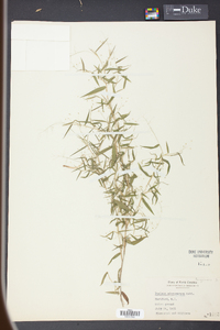 Panicum microcarpon image