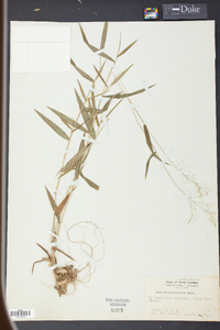 Panicum microcarpon image