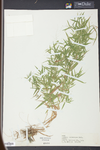 Panicum microcarpon image