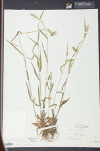 Panicum microcarpon image