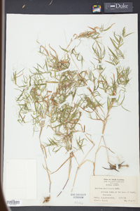 Panicum microcarpon image