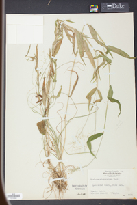 Panicum microcarpon image