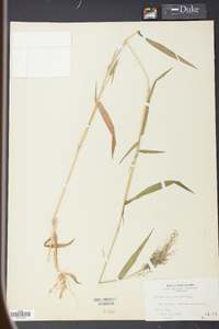 Panicum microcarpon image