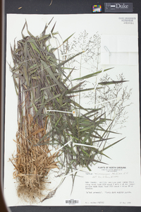 Panicum microcarpon image