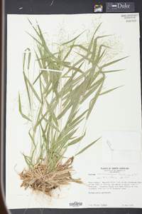 Panicum microcarpon image