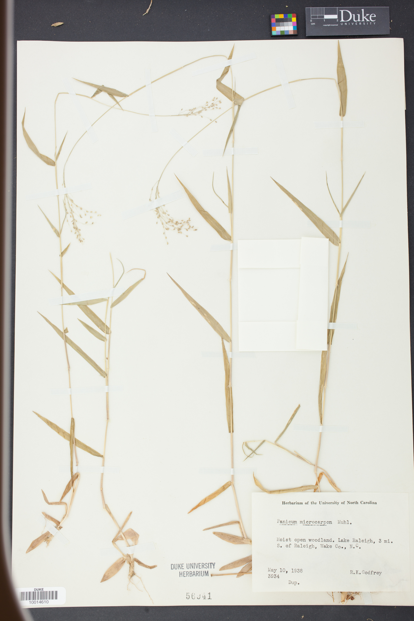 Panicum microcarpon image