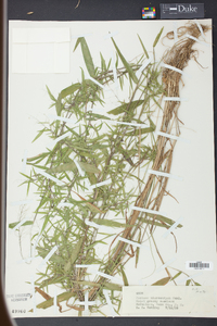 Panicum microcarpon image