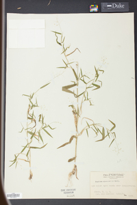 Panicum microcarpon image