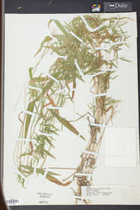 Panicum microcarpon image