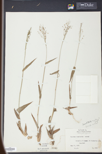 Panicum mutabile image