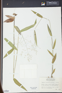 Panicum mutabile image