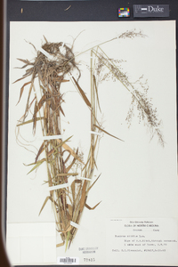 Panicum nitidum image