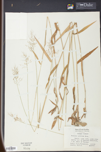 Panicum nitidum image