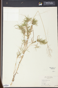 Panicum nitidum image