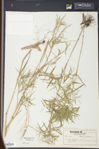 Panicum nitidum image