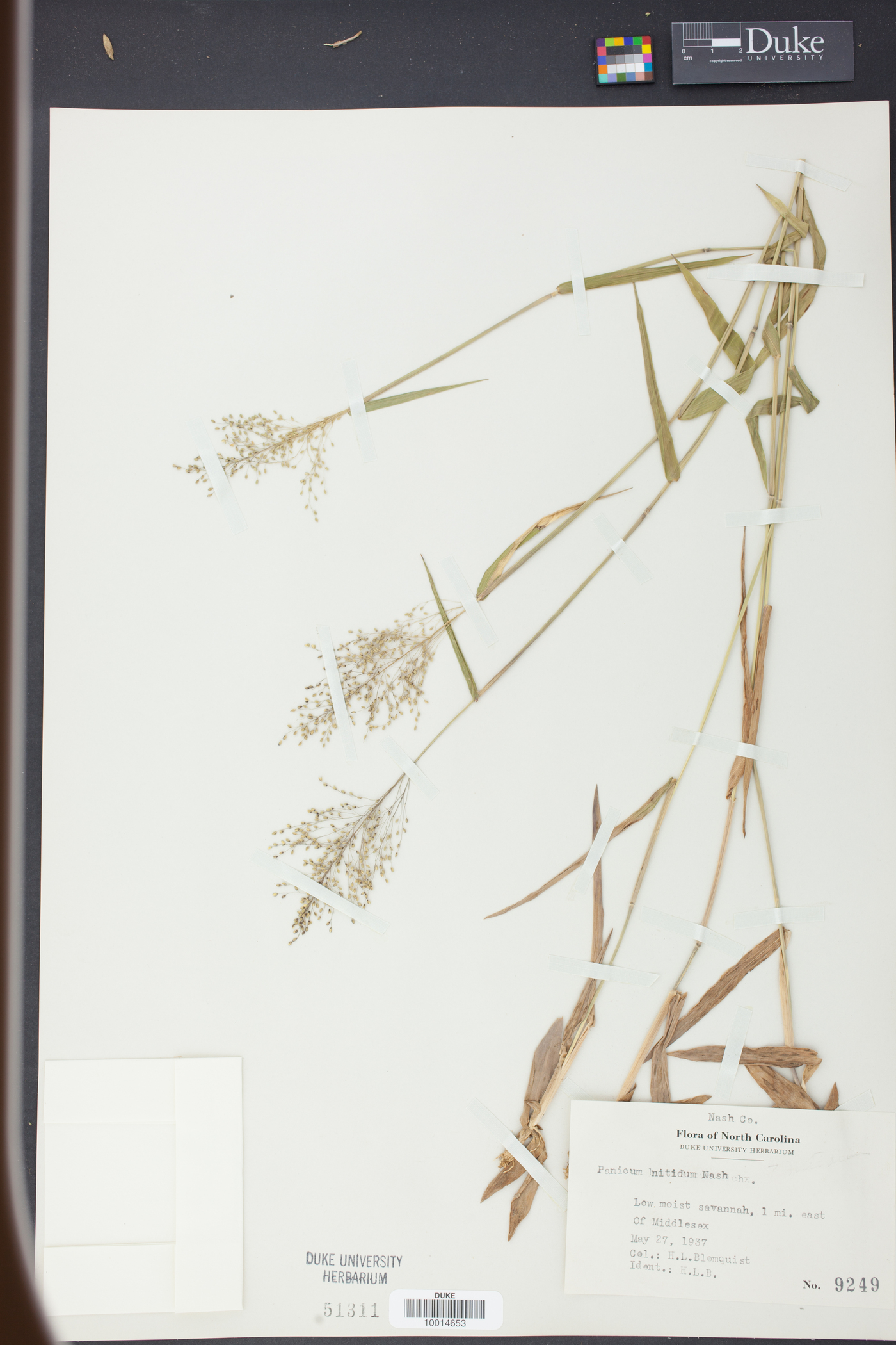 Panicum nitidum image