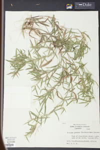 Panicum patulum image