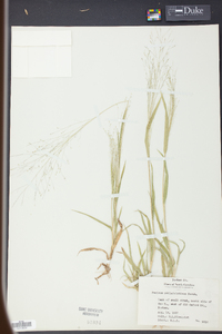 Panicum philadelphicum image