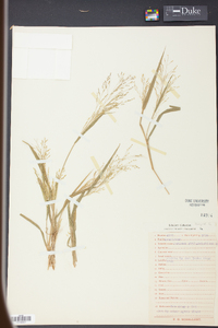 Panicum philadelphicum image