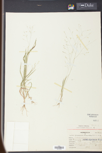 Panicum philadelphicum image