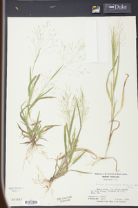 Panicum philadelphicum image