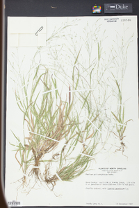 Panicum philadelphicum image