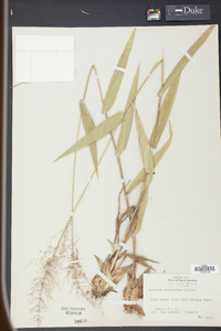 Panicum polyanthes image