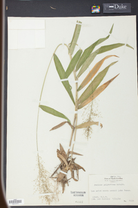 Panicum polyanthes image