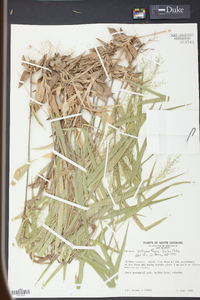 Panicum polyanthes image