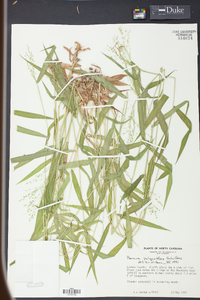 Panicum polyanthes image