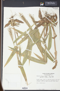 Panicum polyanthes image