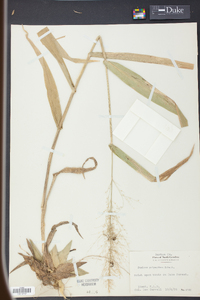 Panicum polyanthes image