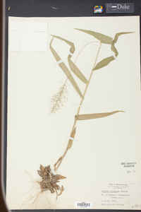 Panicum polyanthes image