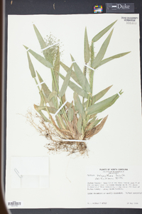 Panicum polyanthes image