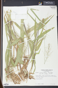 Panicum polyanthes image