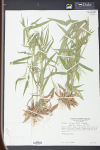 Panicum polyanthes image