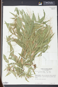 Panicum polyanthes image