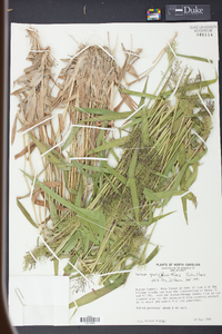 Panicum polyanthes image