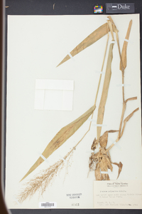 Panicum polyanthes image