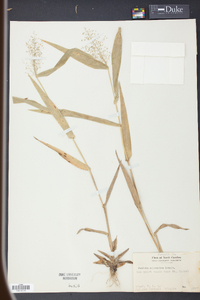 Panicum polyanthes image